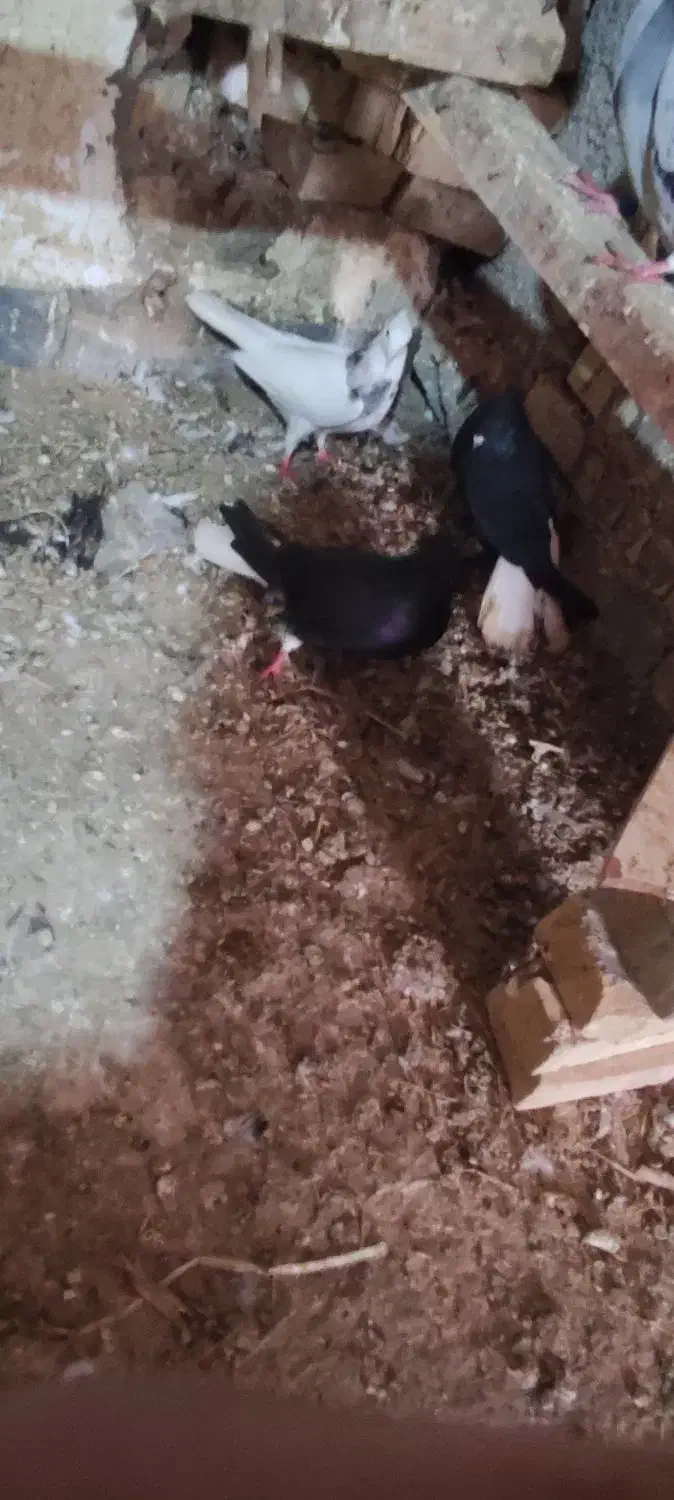 دمسفید در حمیدیه|پرنده|سوسنگرد, |دیوار