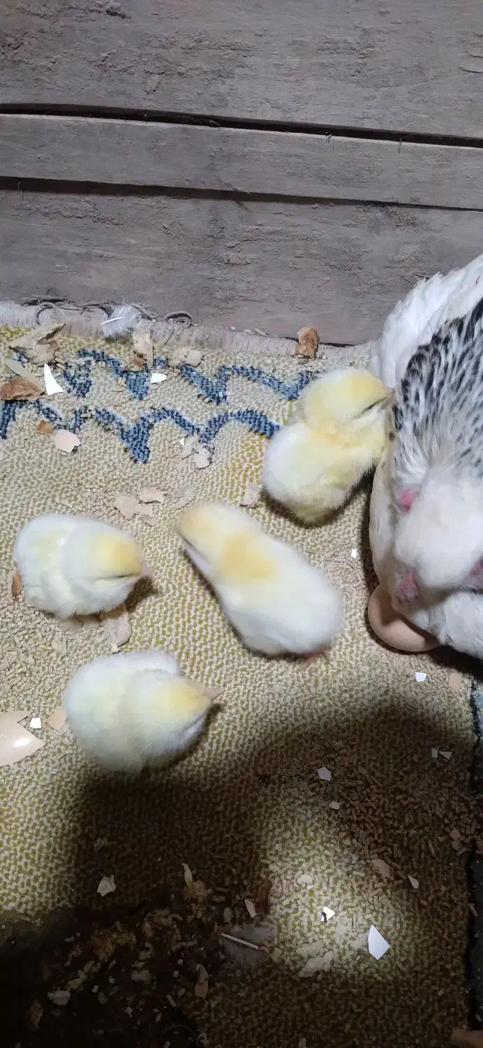 خروس برهما اصل|حیوانات مزرعه|فیروزکوه, |دیوار