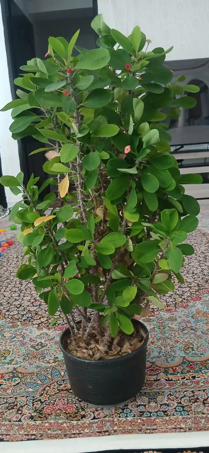 فروش گل|گل و گیاه طبیعی|مریوان, |دیوار