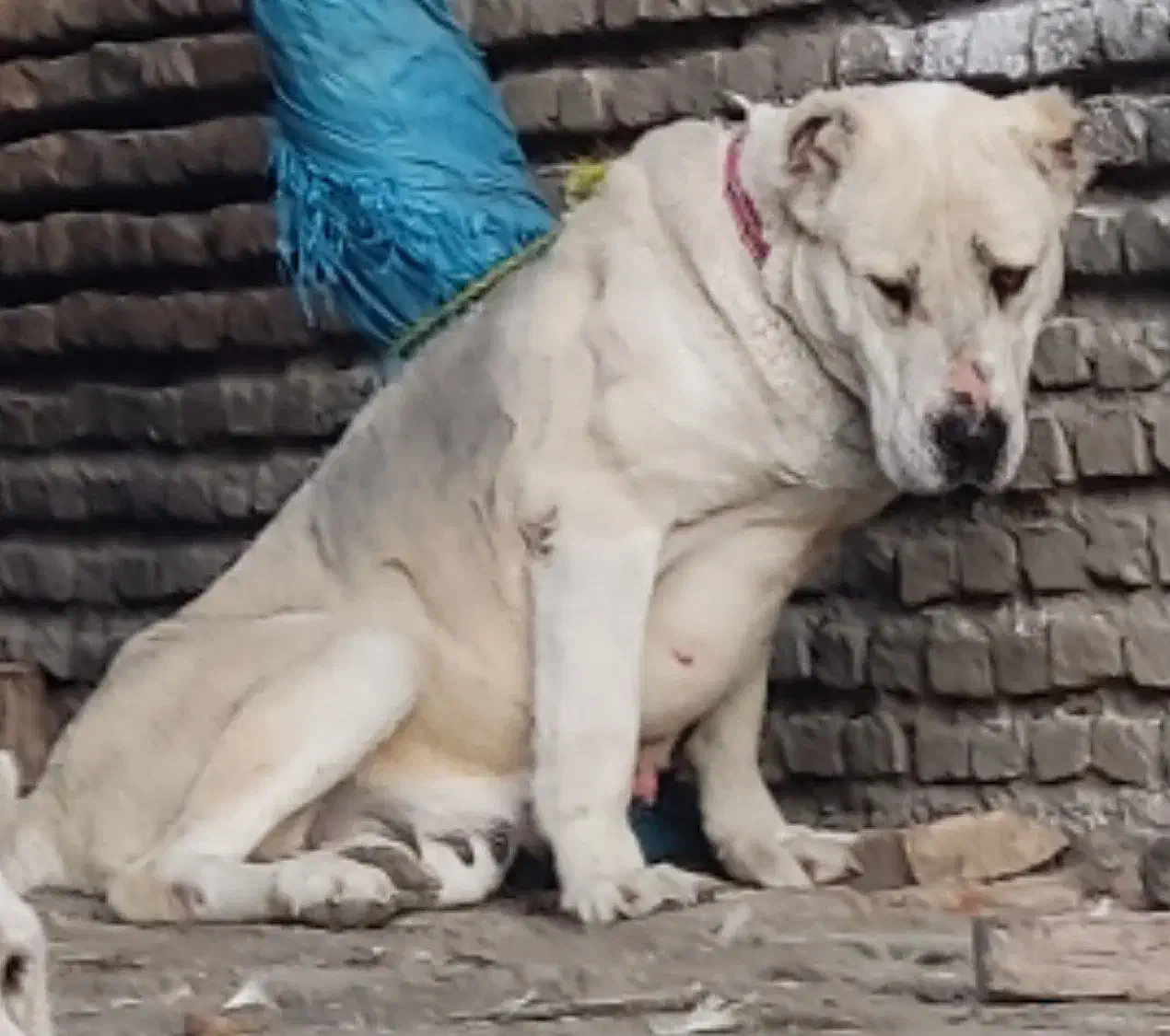 آلابای روسی ماده دمه فحل|سگ|تهران, تهرانپارس شرقی|دیوار