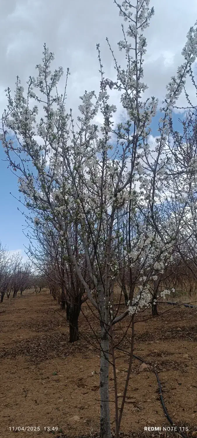 باغ بهترین و مطمئن ترین سرمایه‌|فروش زمین و ملک کلنگی|زاینده رود, |دیوار