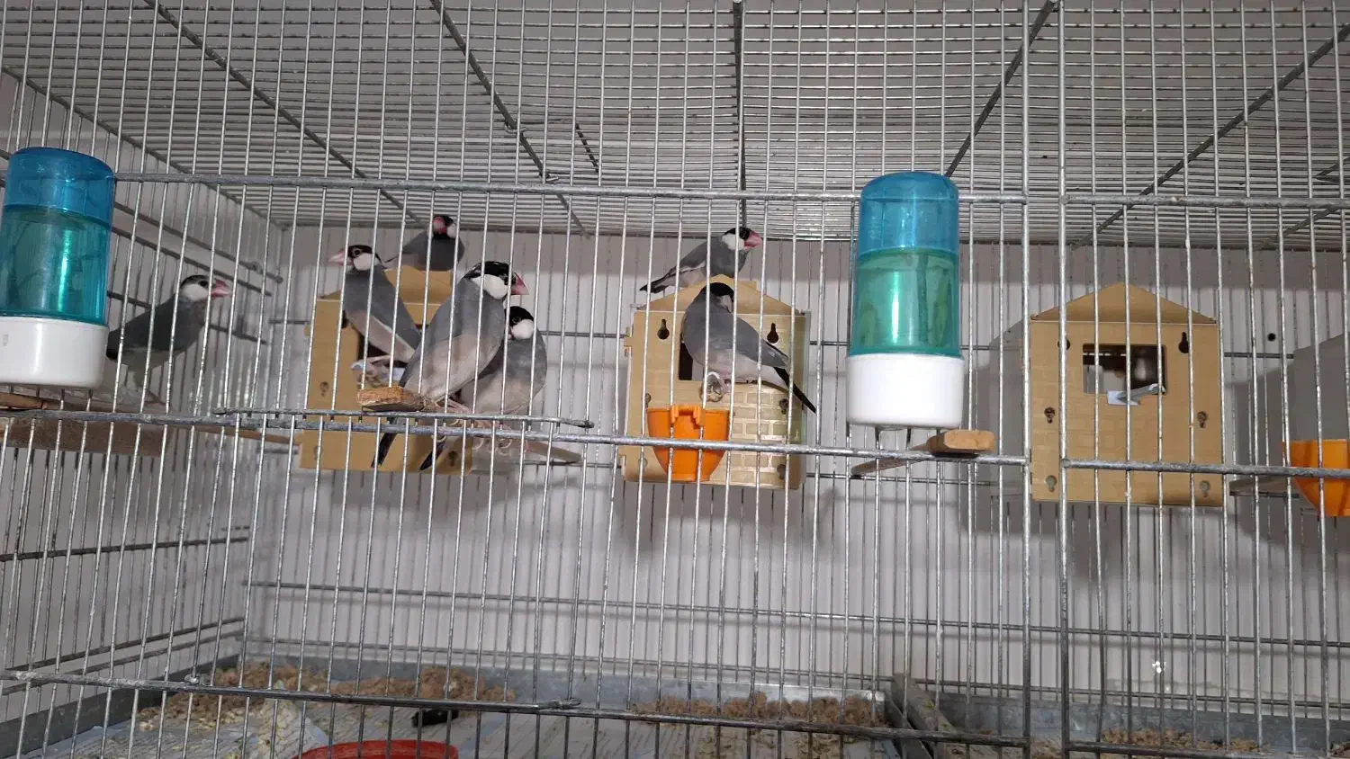 فنج نرگسی|پرنده|سمنان, |دیوار