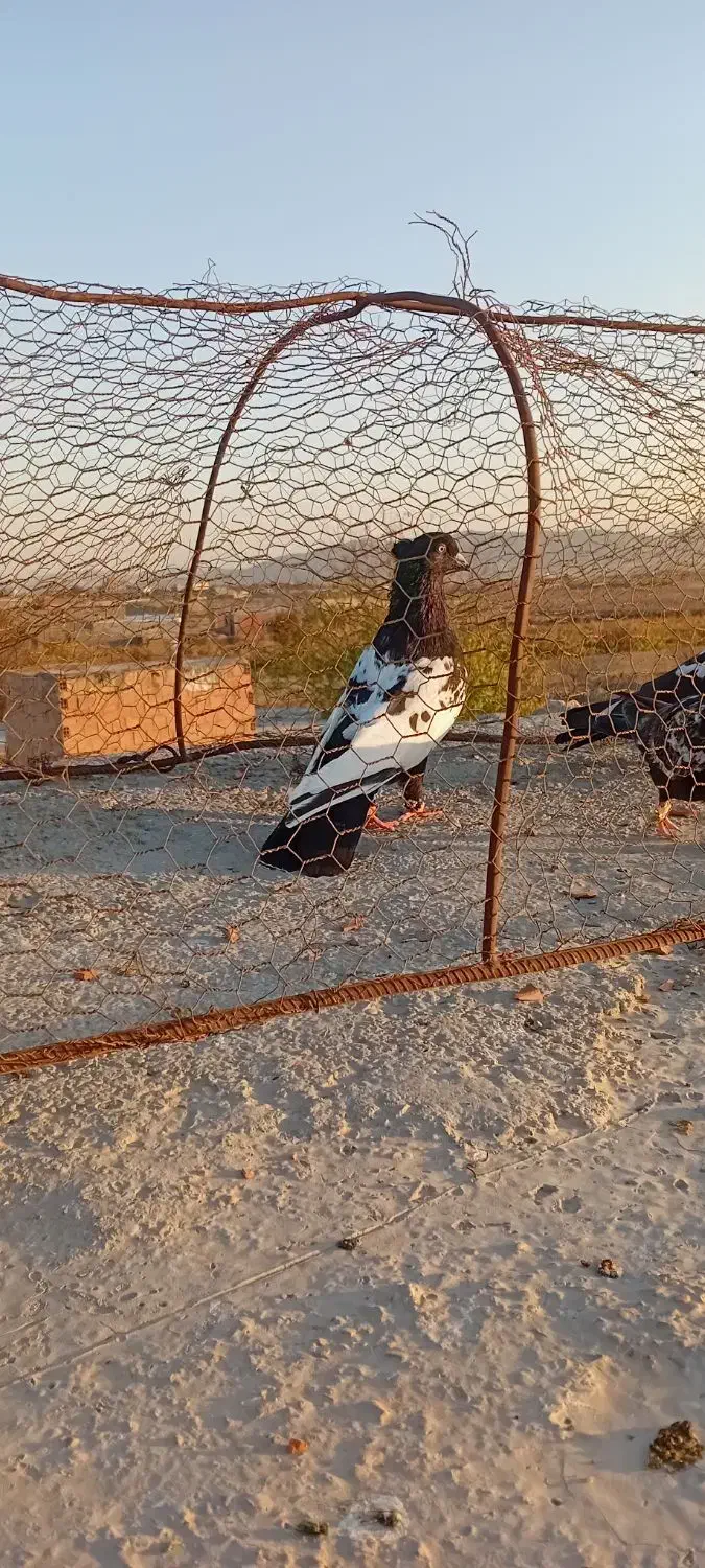 یه چخ کفتر فروشی|پرنده|شیروان (خراسان), |دیوار