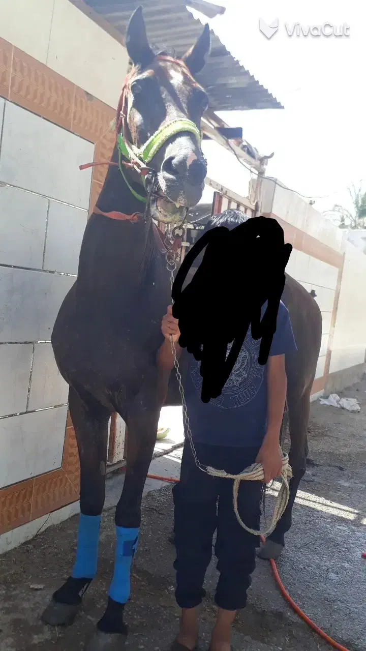 مادیون عرب کورسی یکسر وارداتی.|اسب و تجهیزات اسب‌سواری|شادگان, |دیوار