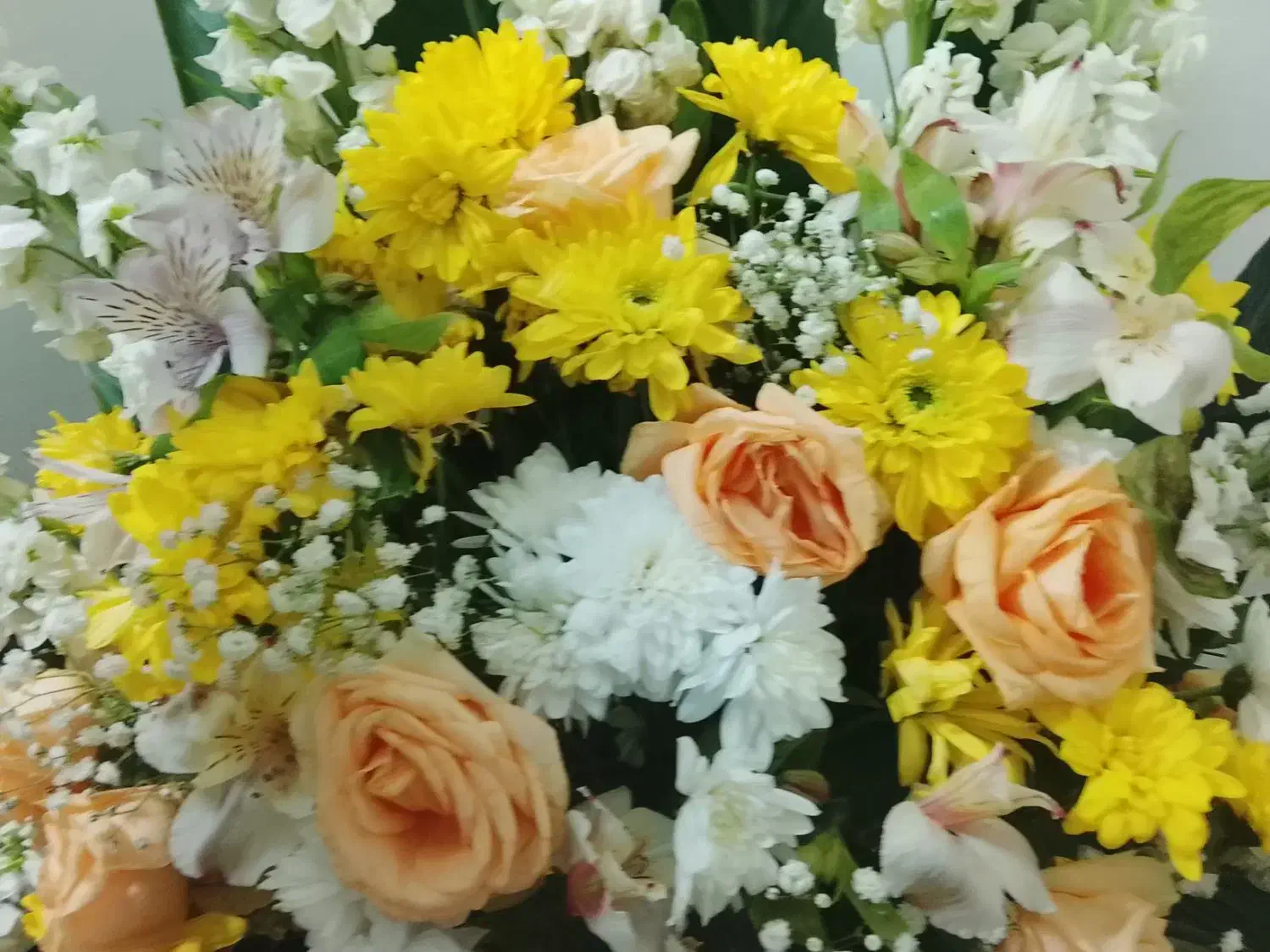 گل طبیعی|گل و گیاه طبیعی|مشهد, کارمندان دوم|دیوار