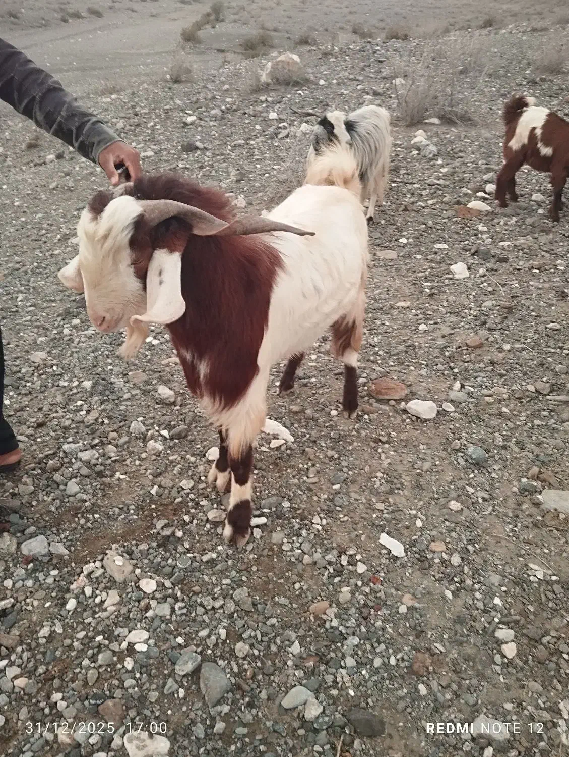 گوسفند|حیوانات مزرعه|فاریاب, |دیوار