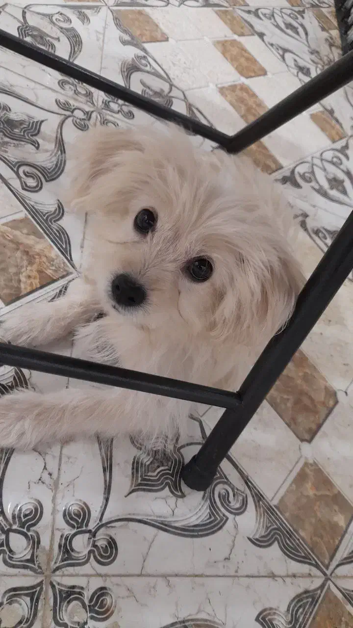 گم شده|حیوانات|بندر گناوه, |دیوار