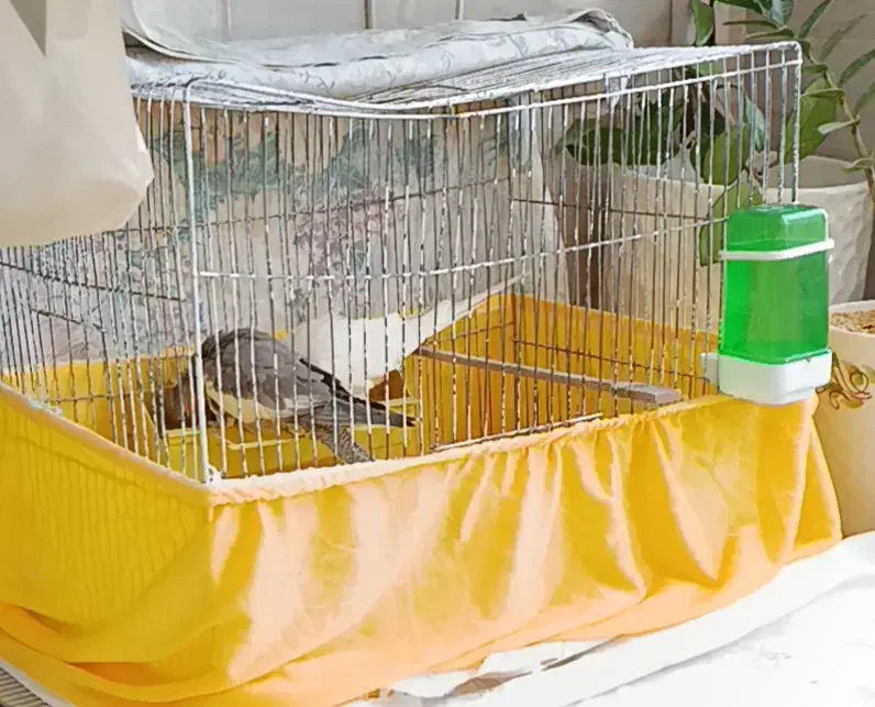 یک جفت عروس هلندی بالغ|پرنده|سمنان, |دیوار