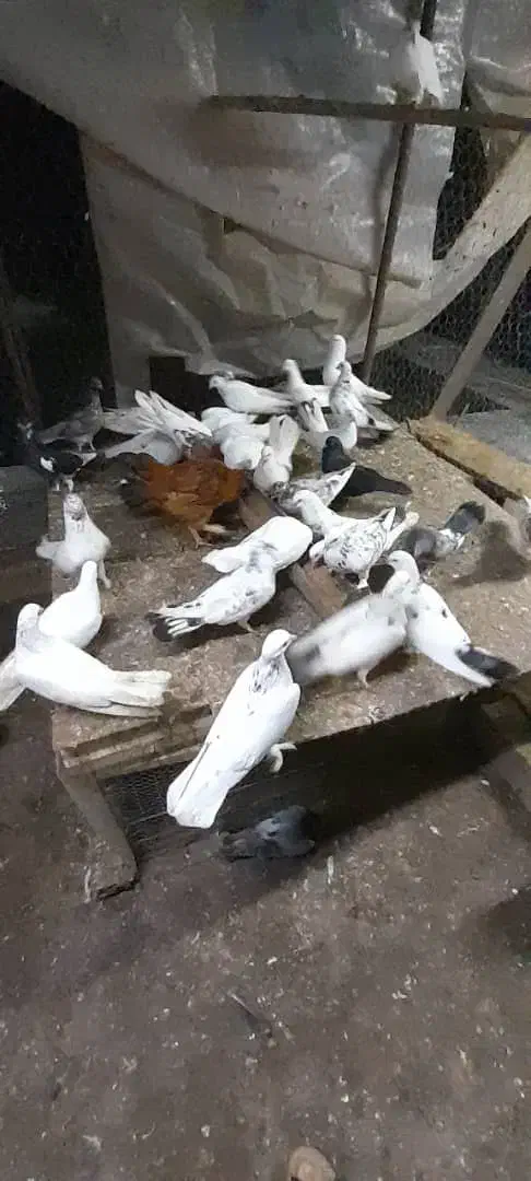 کبوتر فروشی همه یکجا|پرنده|آمل, |دیوار