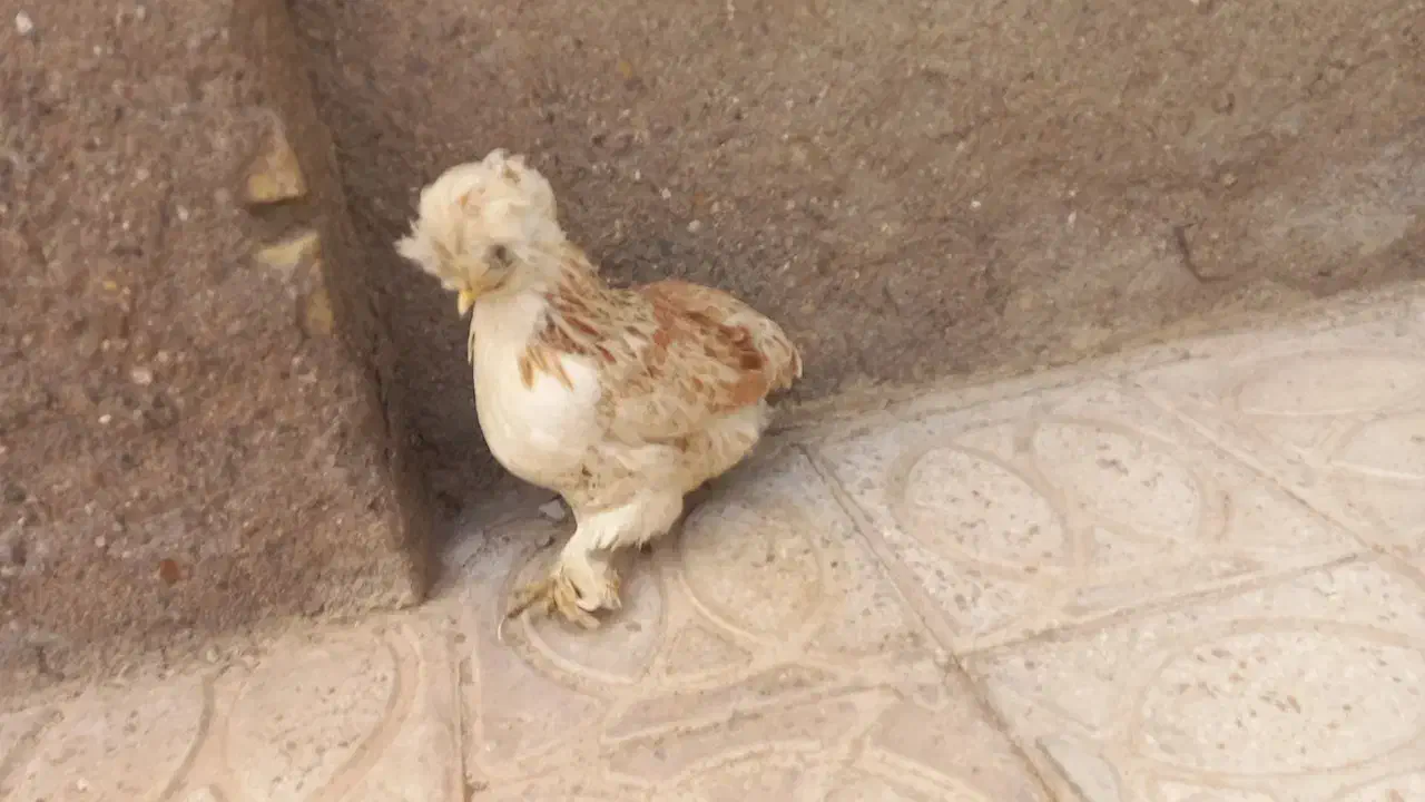 مرغ ابریشمی|پرنده|قائن, |دیوار