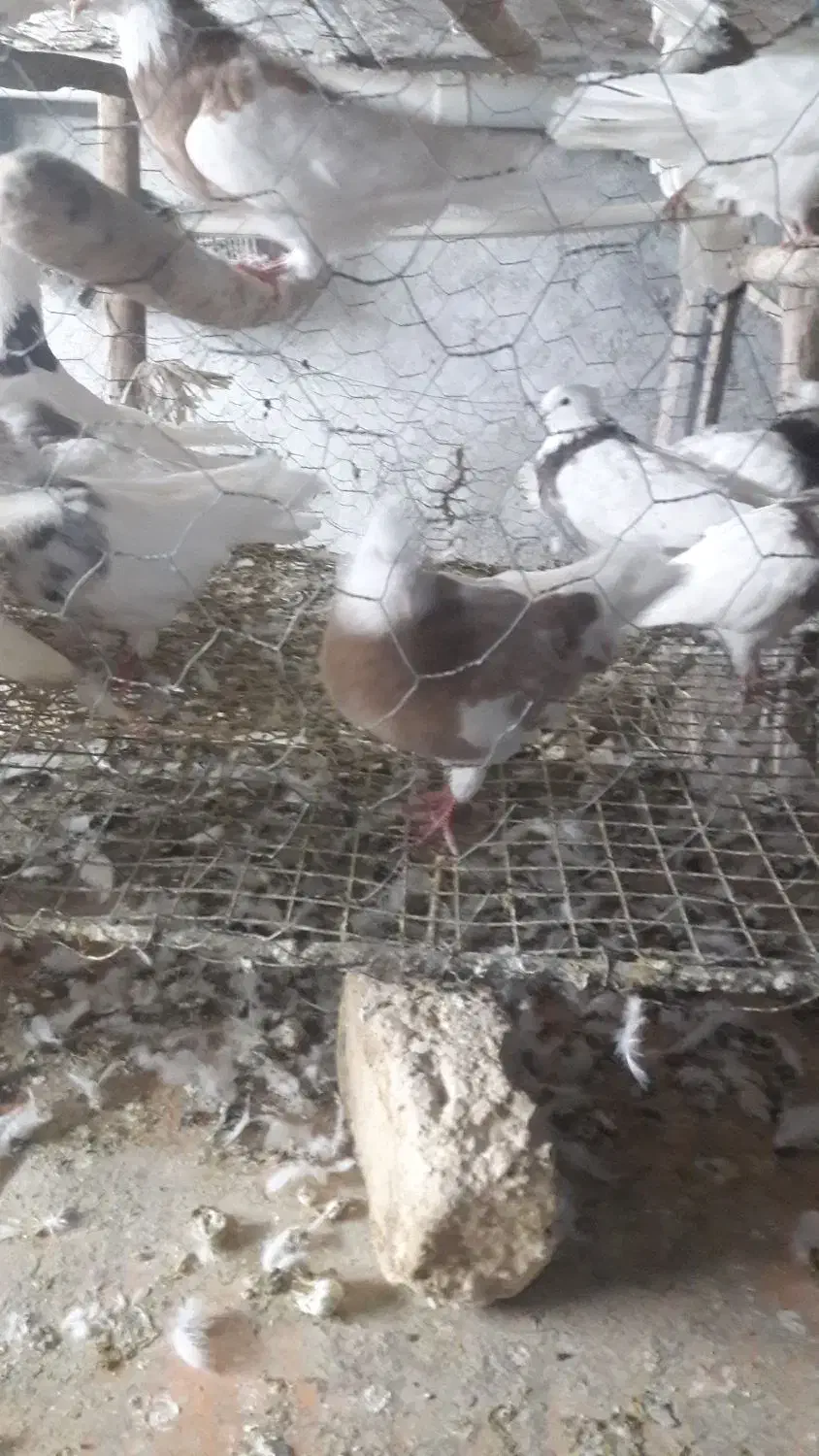 کبوتر|پرنده|کرمانشاه, |دیوار