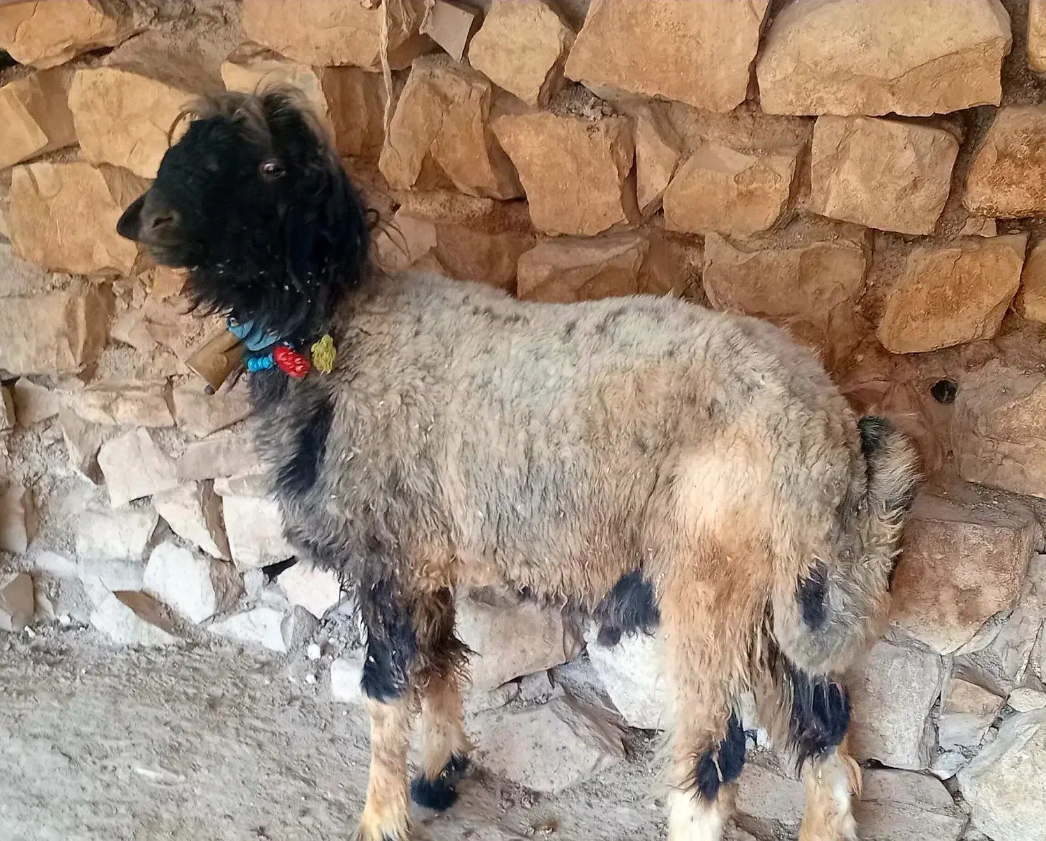 قوچ|حیوانات مزرعه|بابا حیدر, |دیوار