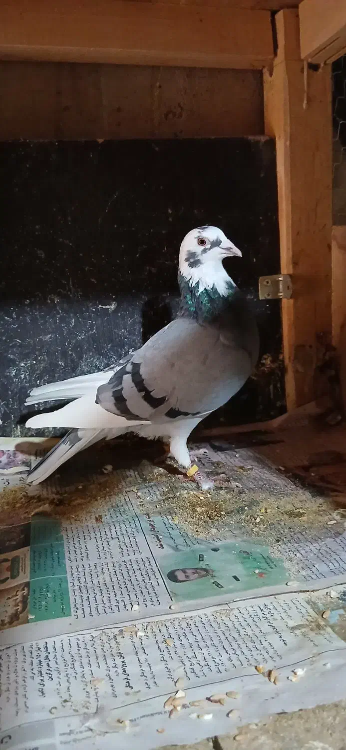 کفتر|پرنده|نهاوند, |دیوار