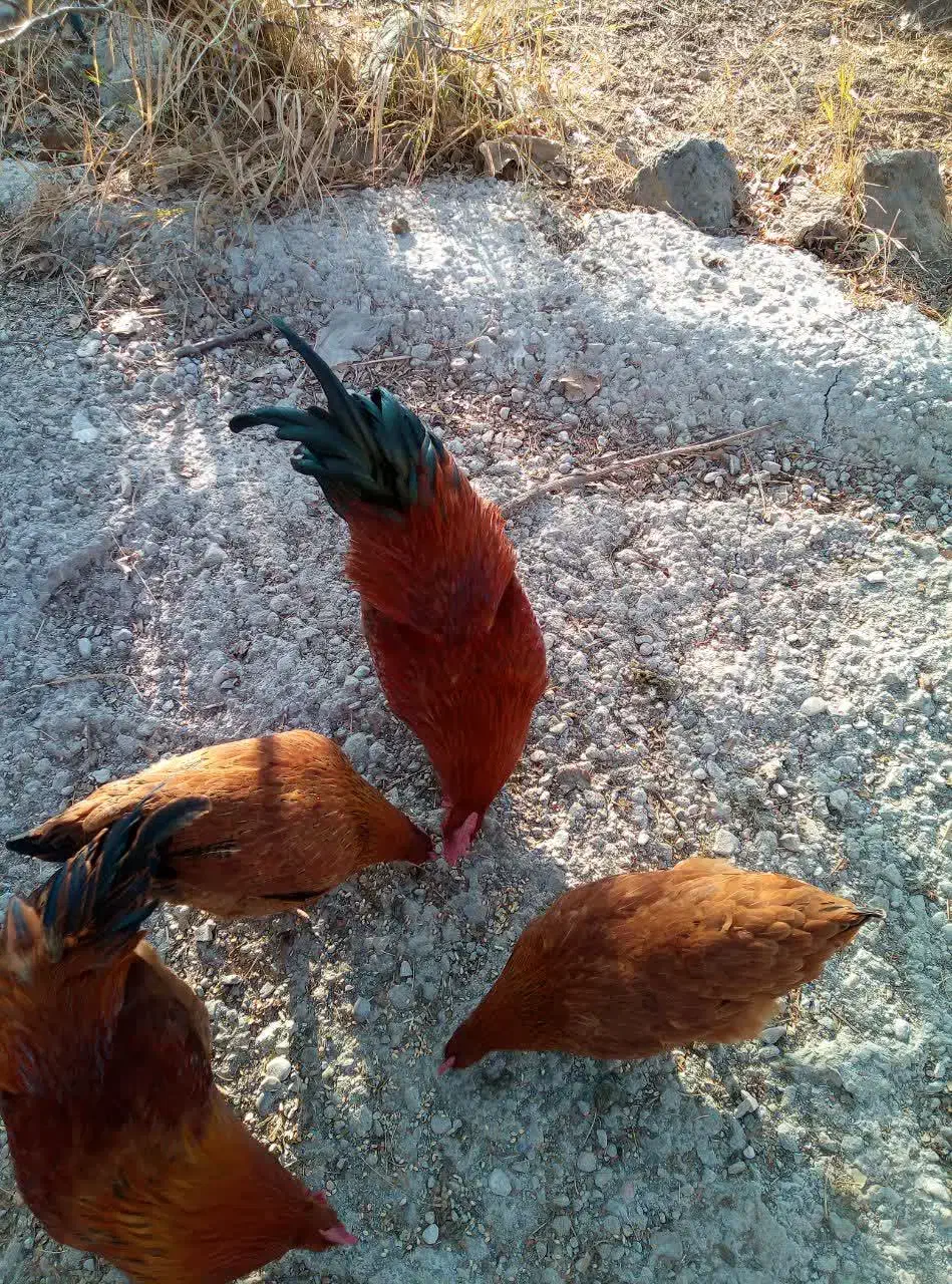 خروس فروشی|حیوانات مزرعه|شاهرود, |دیوار