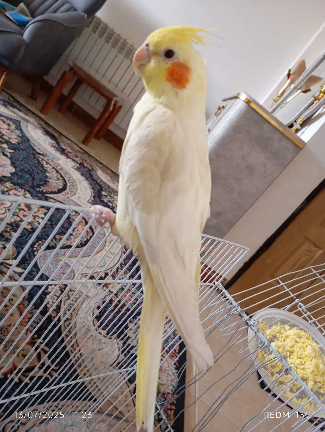 عروس هلندی لوتینو چشم شرابی|پرنده|محلات, |دیوار