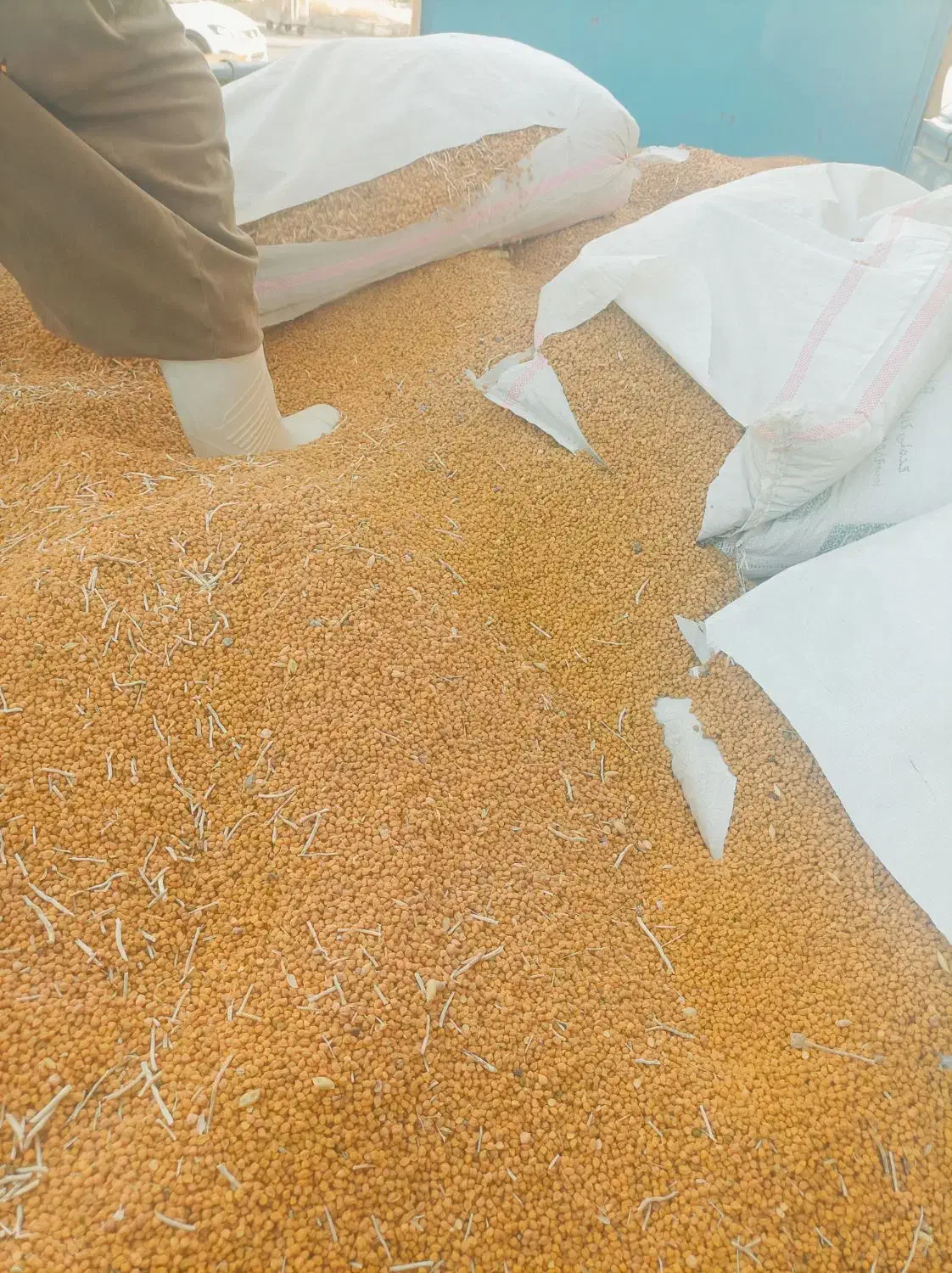 خریدار نخود زرد لپه|فعالیت داوطلبانه|قیدار, |دیوار