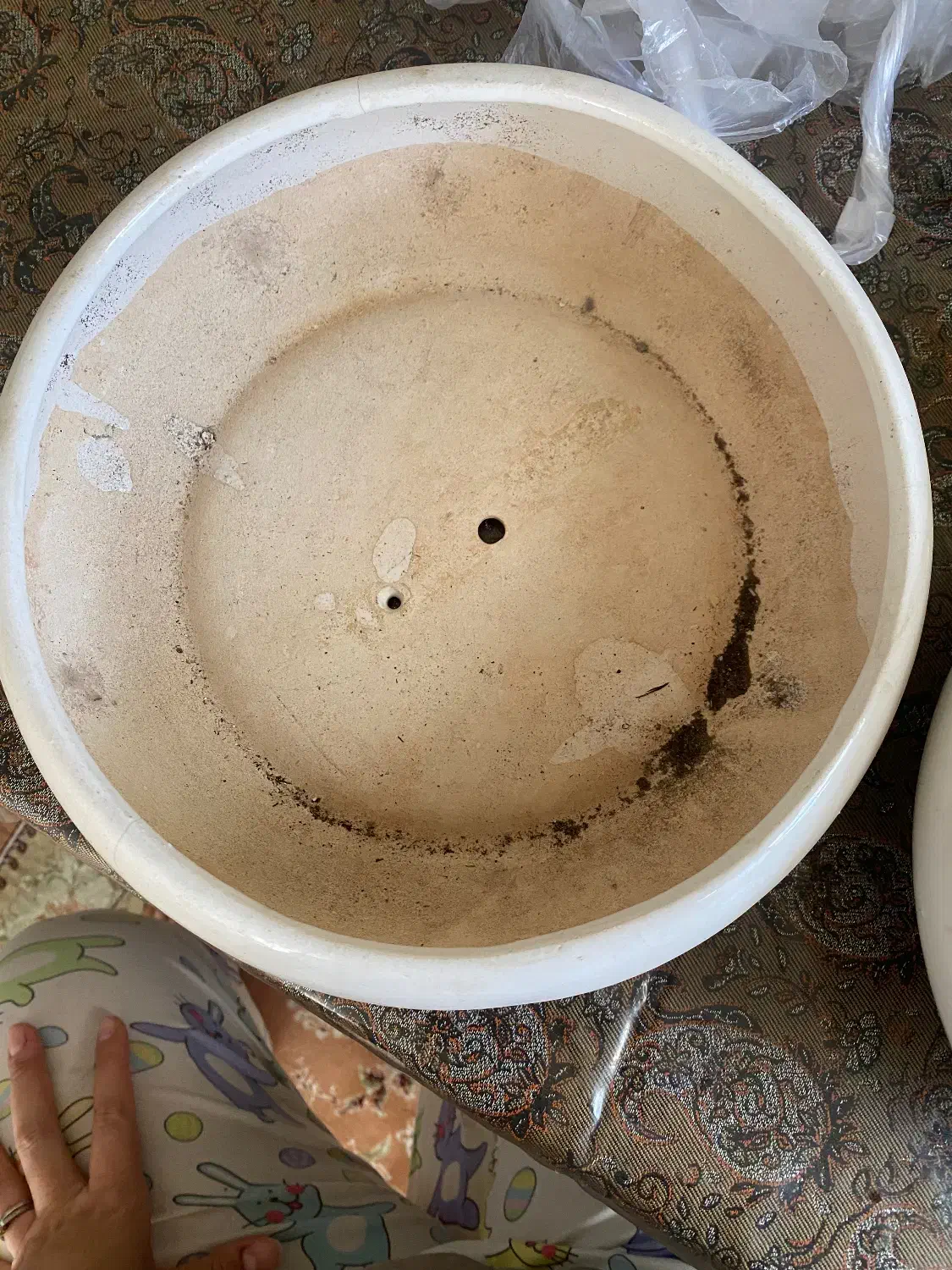 گلدون بنسای|گل و گیاه طبیعی|قم, امامزاده ابراهیم|دیوار