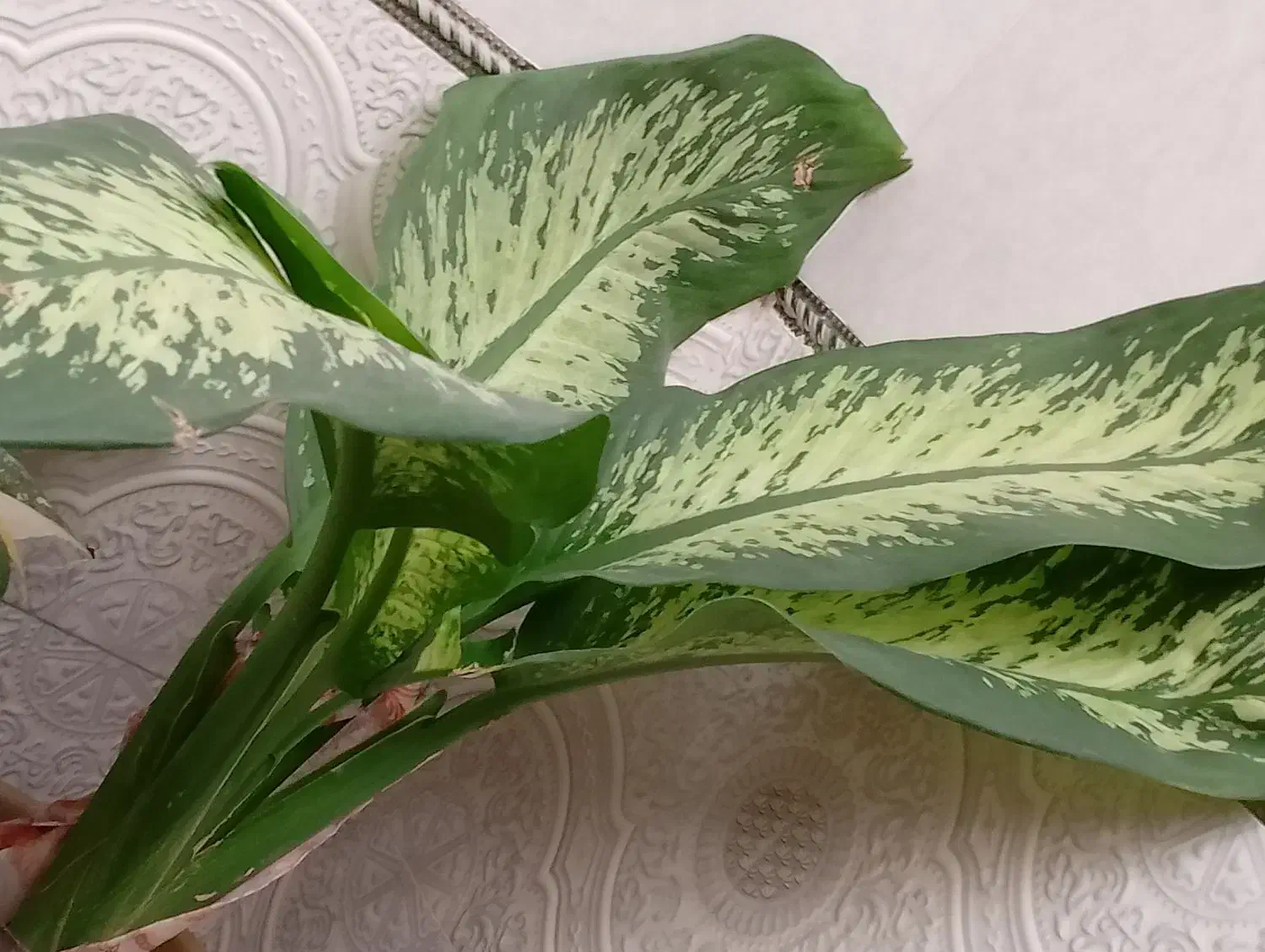 اولی رد استار خاص تمرین اگلونما قیمت ۳۸۰ تومن|گل و گیاه طبیعی|مراغه, |دیوار