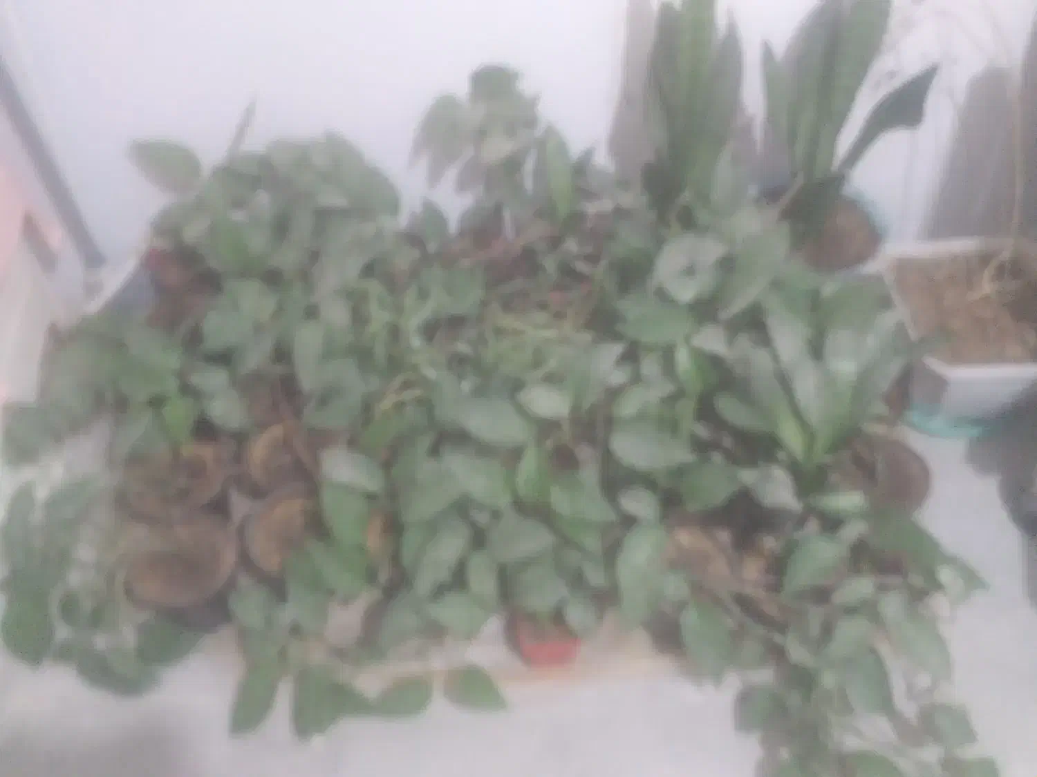 گل پتوس|گل و گیاه طبیعی|بجنورد, |دیوار