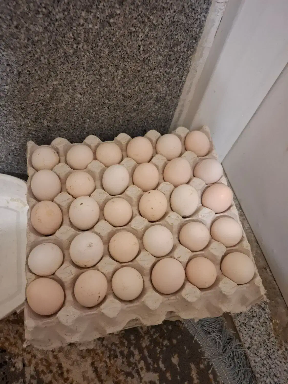 تخم مرغ رسمی|خوردنی و آشامیدنی|همدان, |دیوار