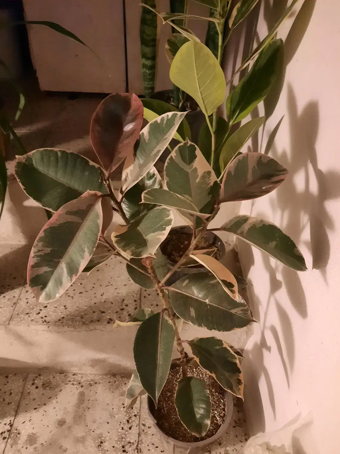 گل ها سالم وسروحال|گل و گیاه طبیعی|نیشابور, شهرک اندیشه|دیوار