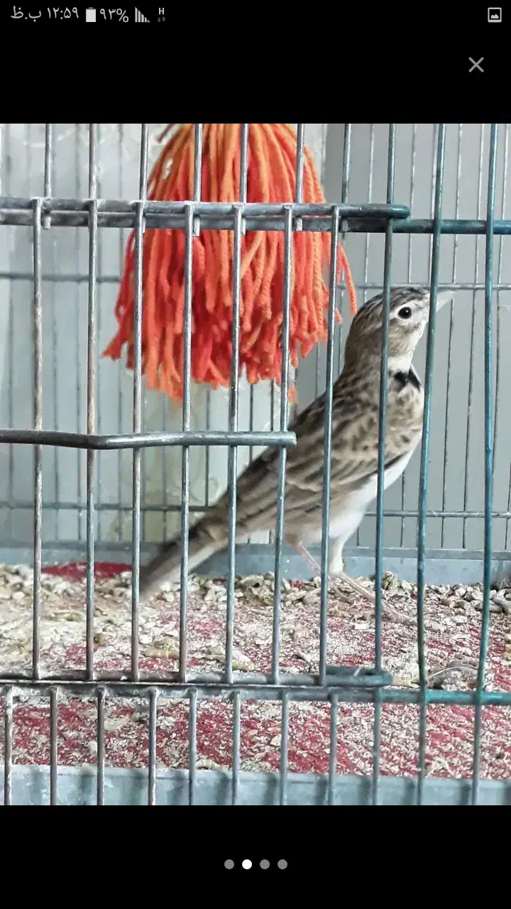 سهره خاکی به شرت بیا به خاندش نگاه کن ببر|پرنده|کبودرآهنگ, |دیوار