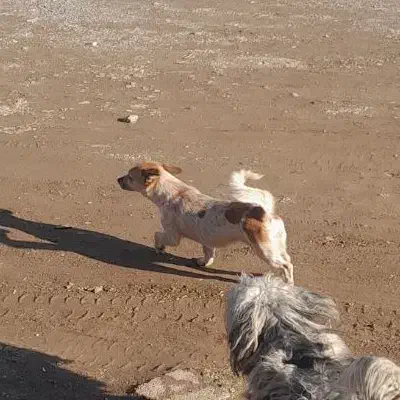 سگ پا کوتا|سگ|صحنه, |دیوار