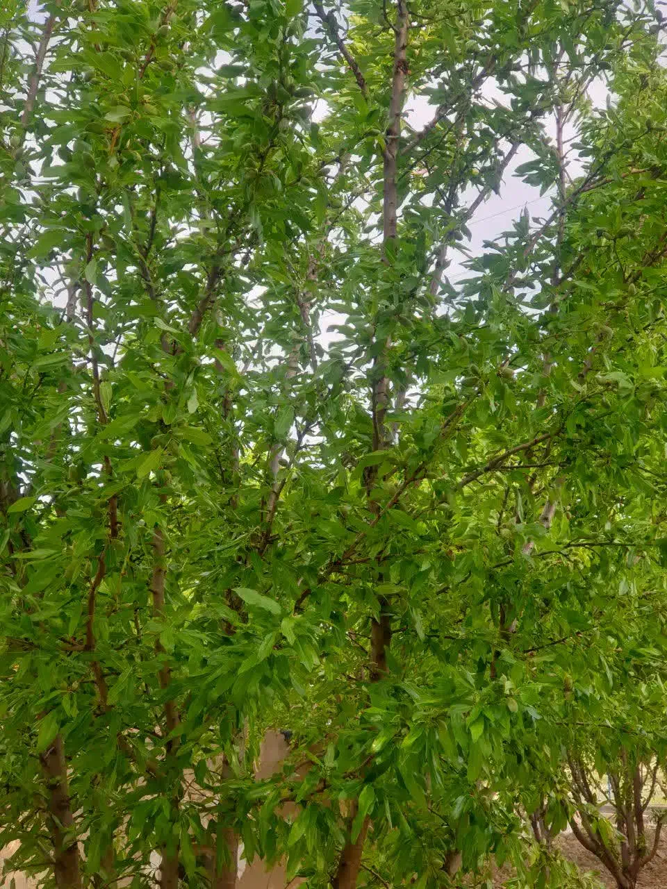هرس کاری و درختکاری|خدمات باغبانی و درختکاری|گلپایگان, |دیوار