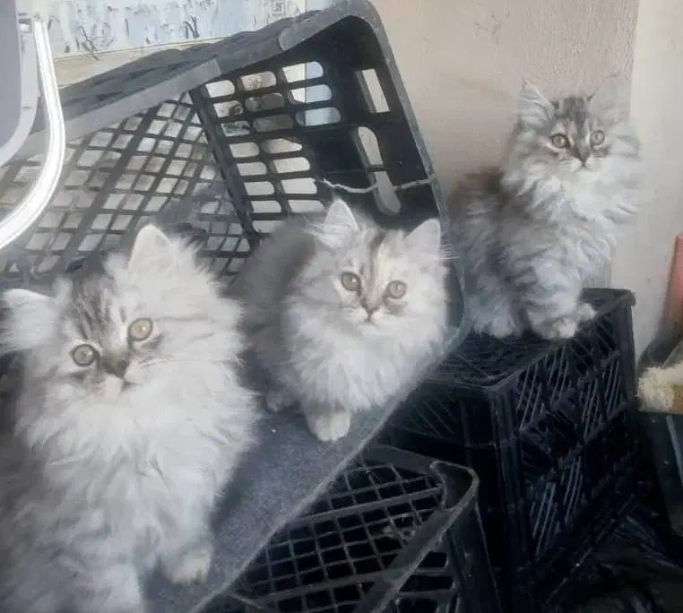 توله پرشین کلاسیک|گربه|شیراز, شهرک گلستان|دیوار