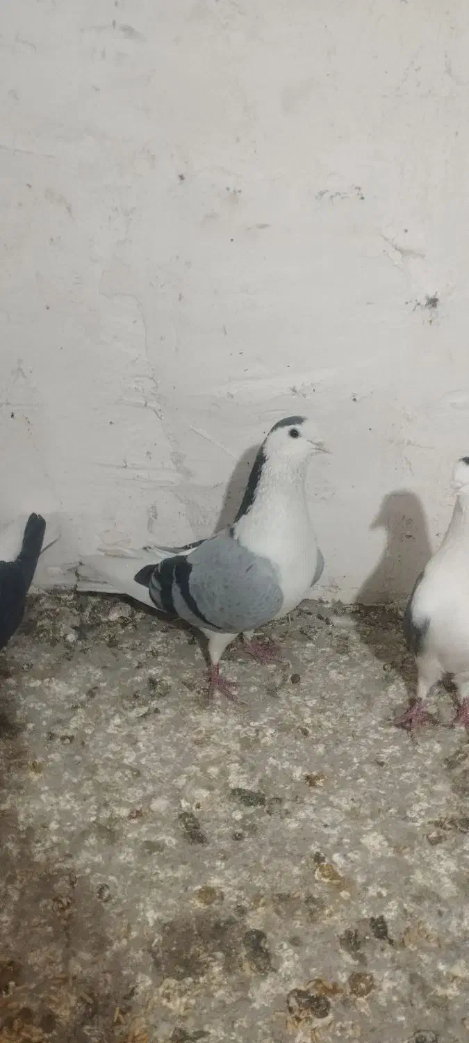 پرنده|پرنده|قم, ولیعصر|دیوار