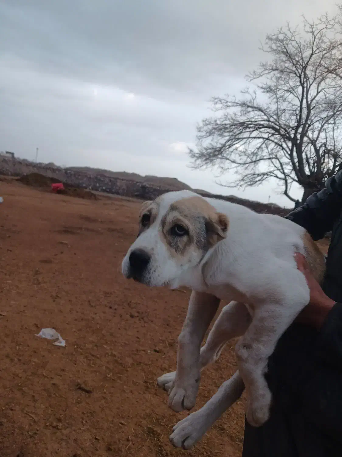 توله ماده|سگ|نیشابور, مازول|دیوار