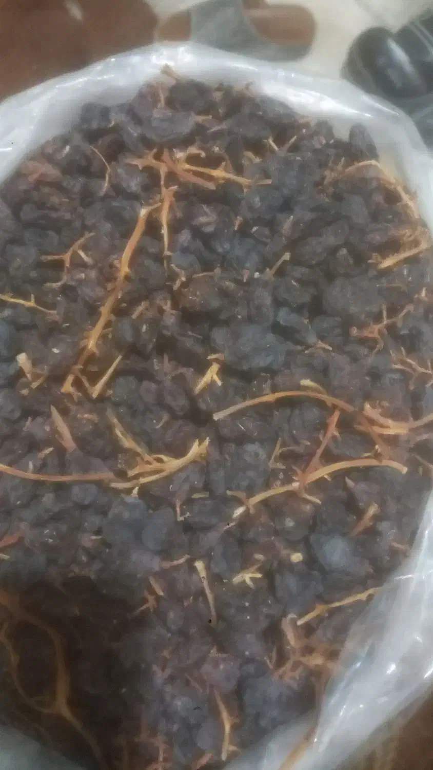 مویز|خوردنی و آشامیدنی|رستم, |دیوار