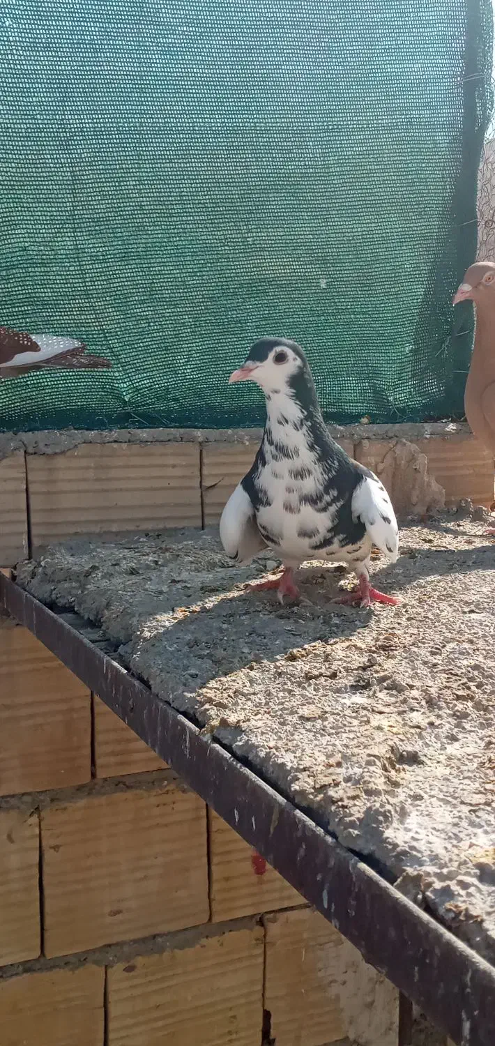 کبوتر|پرنده|جهرم, |دیوار