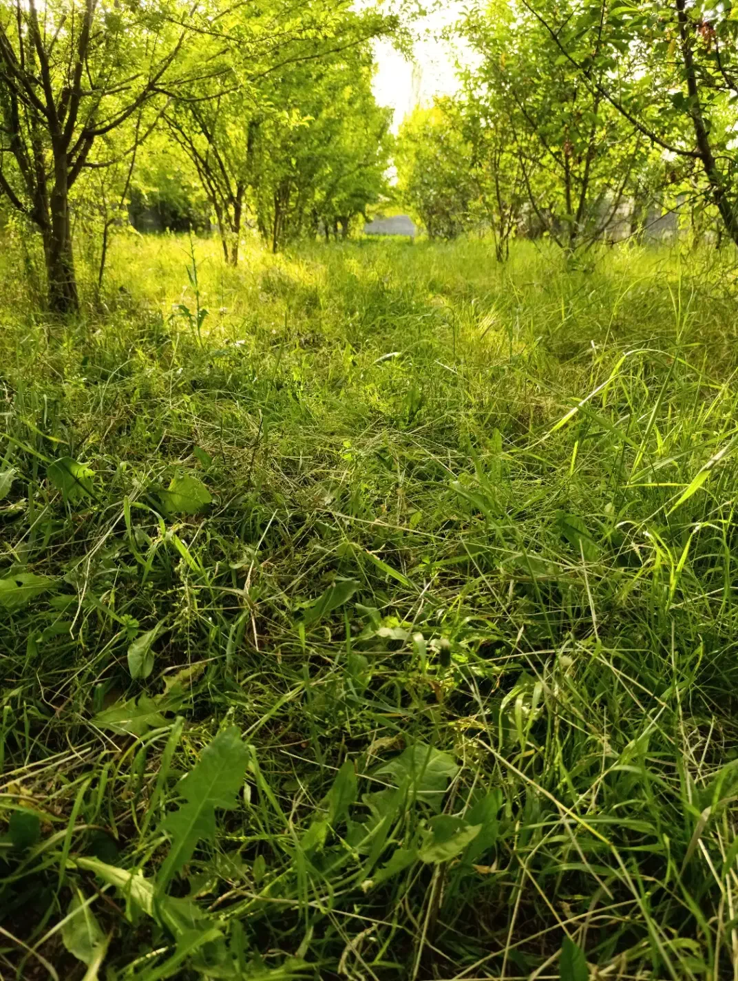 فروش باغ|فروش زمین و ملک کلنگی|فیرورق, |دیوار