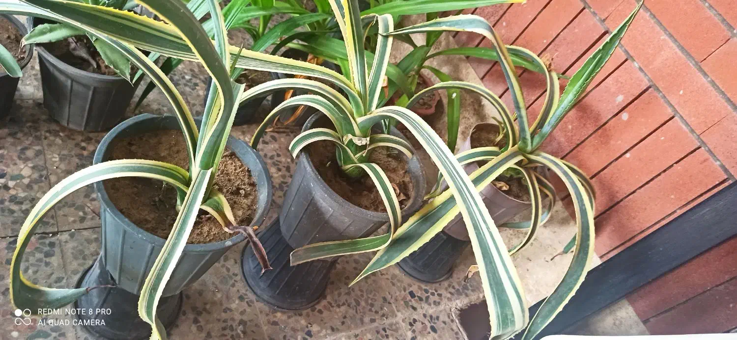 گل و گیاه فروشی|گل و گیاه طبیعی|چابهار, |دیوار