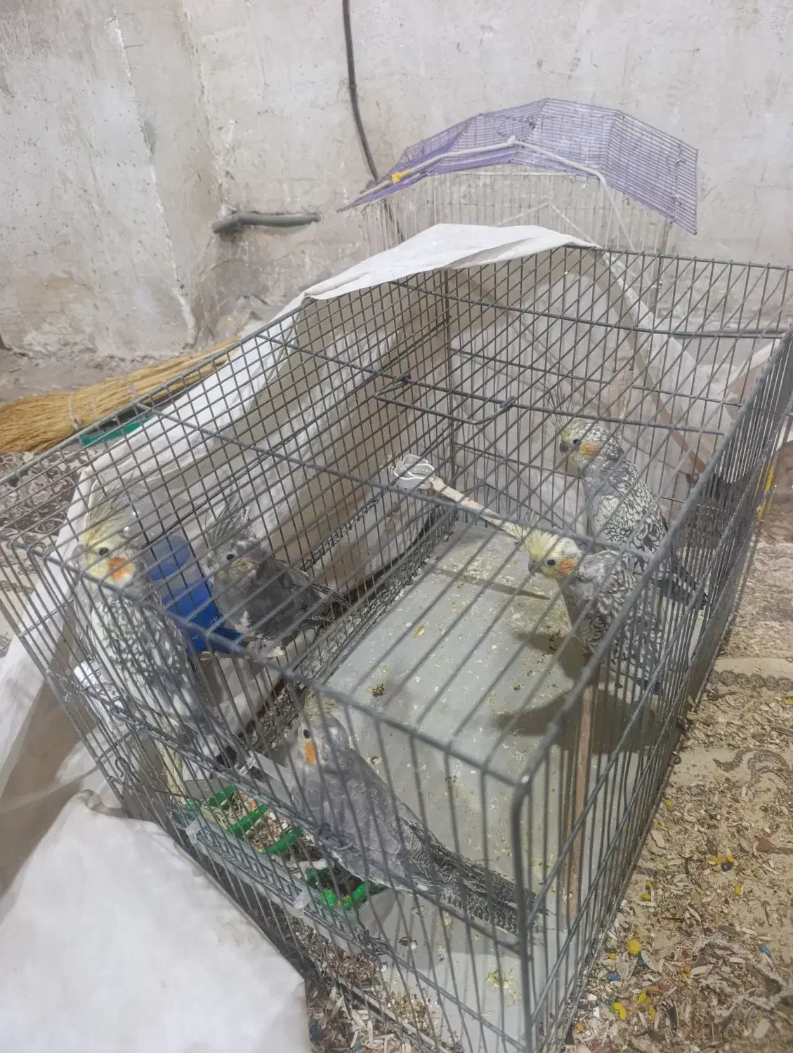 چهار تا عروس هلندی 2ماه سالم|پرنده|کوهدشت, |دیوار