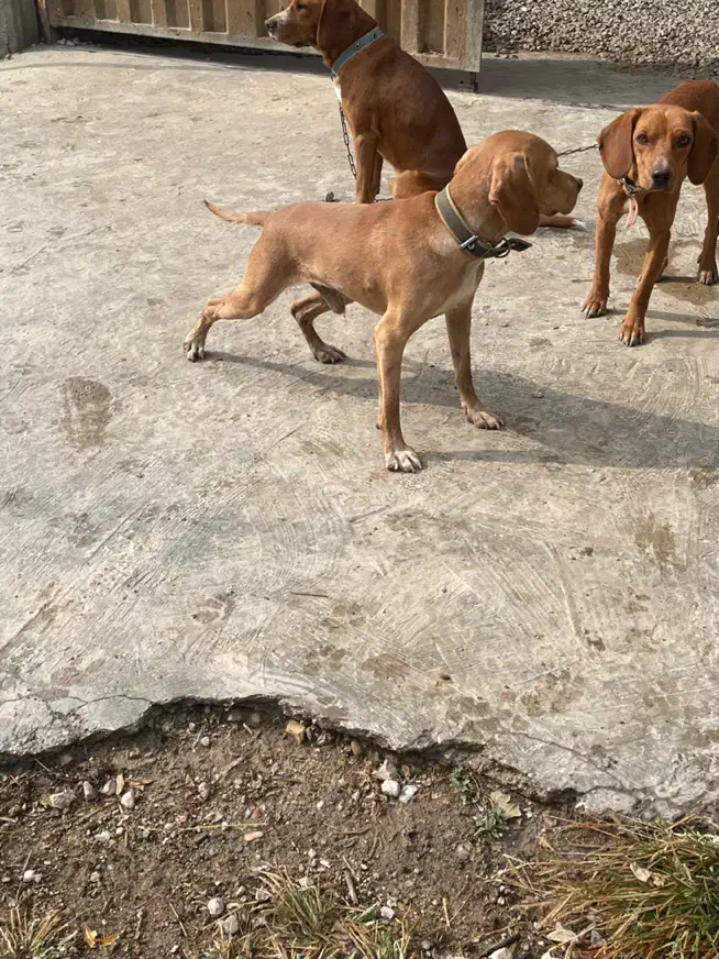 توله دنبلانی|سگ|گالیکش, |دیوار