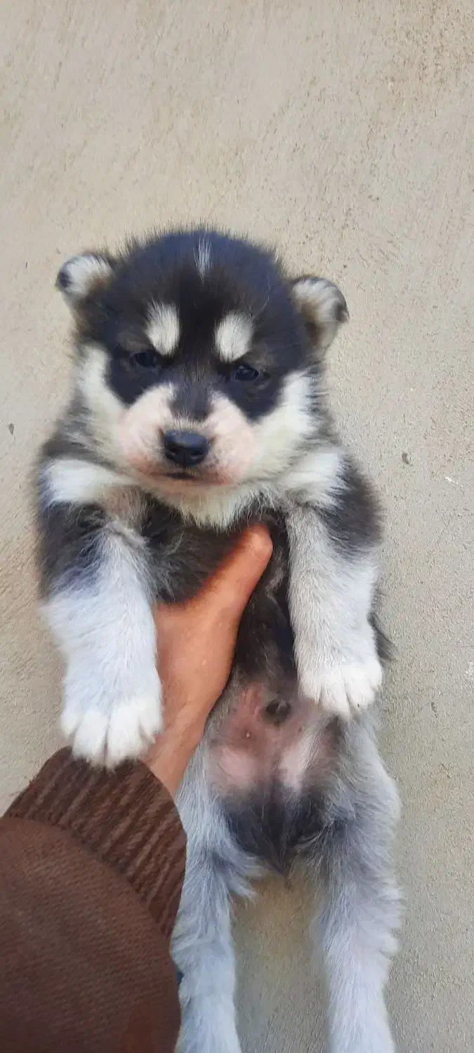 توله هاسکی سیبرین|سگ|خرم‌آباد, |دیوار