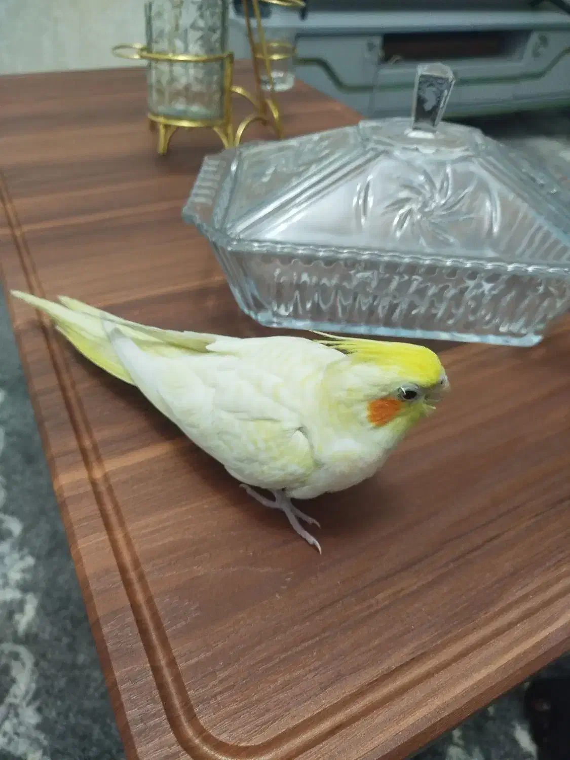 جوجه عروس هلندی بسیار کشیده و زعفرانی|پرنده|یزد, |دیوار