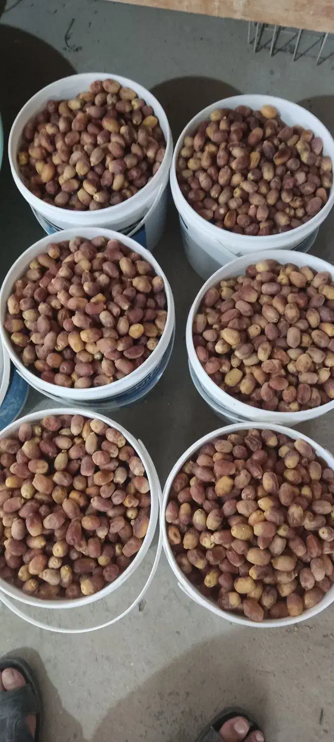 فروش خرما قصب امسال|خوردنی و آشامیدنی|شیراز, آزادگان|دیوار