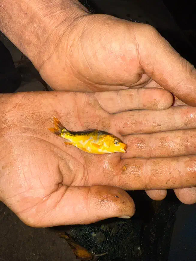 بچه ماهی کوی|ماهی|کرج, برغان|دیوار