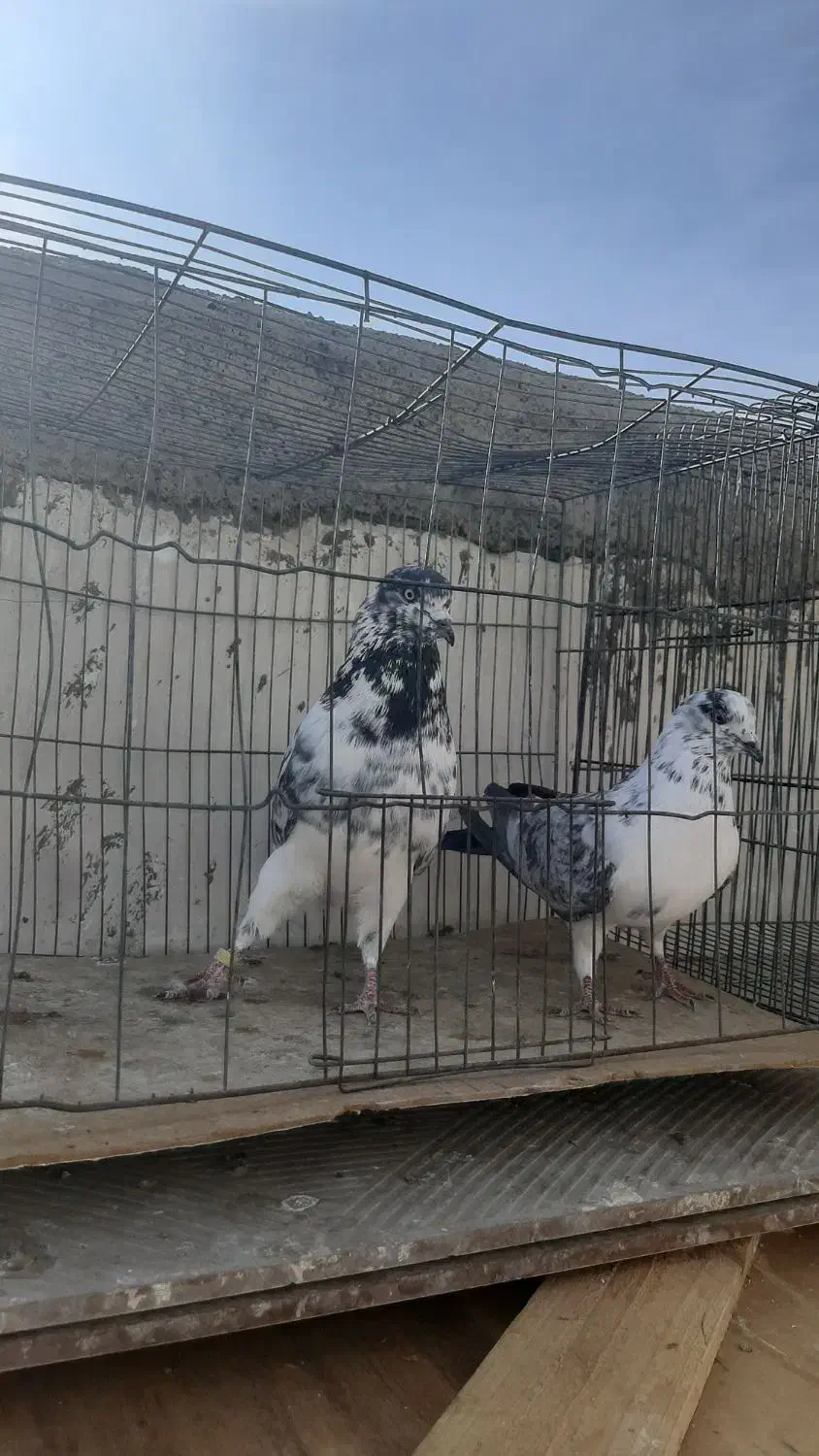 کبوتر|پرنده|اردکان, |دیوار