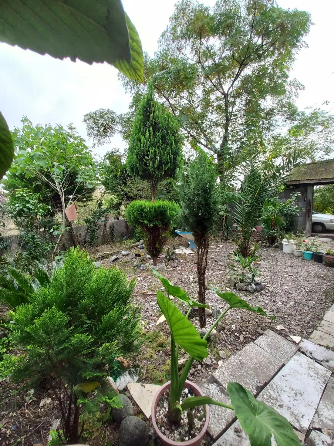 فروش ویلایی۴۵۰ متری سندتک برگ جای بکر و خاص|فروش خانه و ویلا|رشت, حومه رشت|دیوار