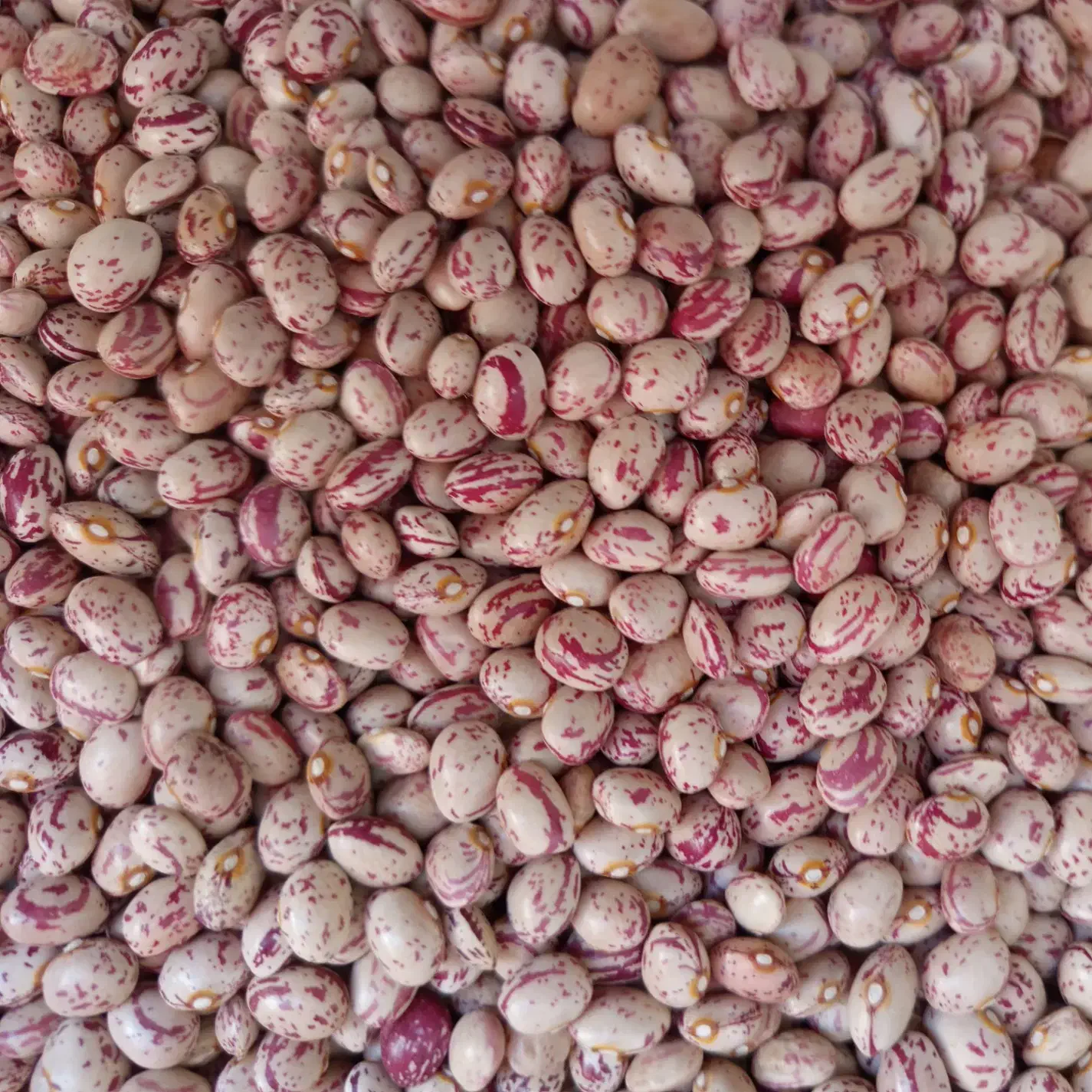 لوبیا چیتی|خوردنی و آشامیدنی|صائین قلعه, |دیوار