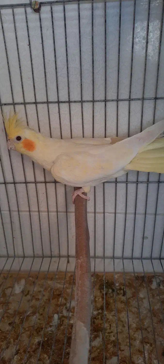 عروس هلندی ماده مست پاد ویپ|پرنده|رفسنجان, |دیوار