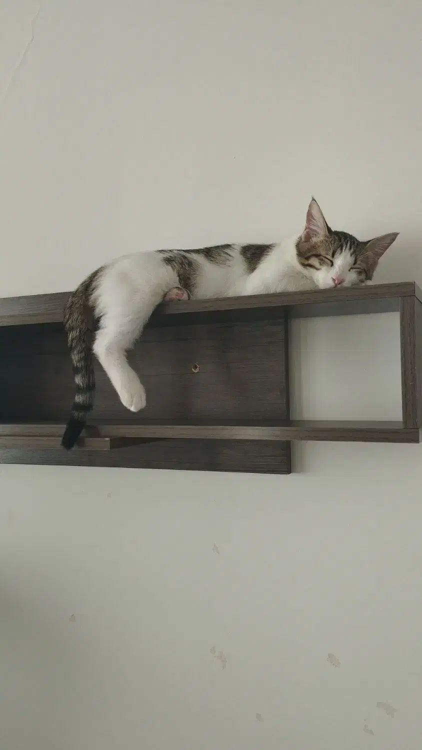 بچه گربه نر پنج ماهه|گربه|پرند, فاز ۶|دیوار