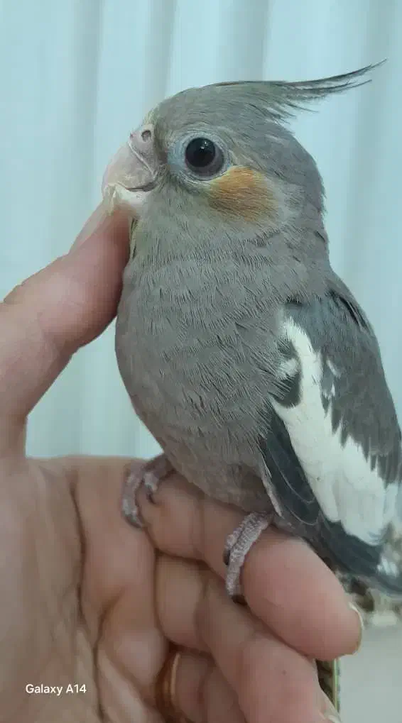 طوطی عروس 2ماهه رام|پرنده|رشت, نظری|دیوار