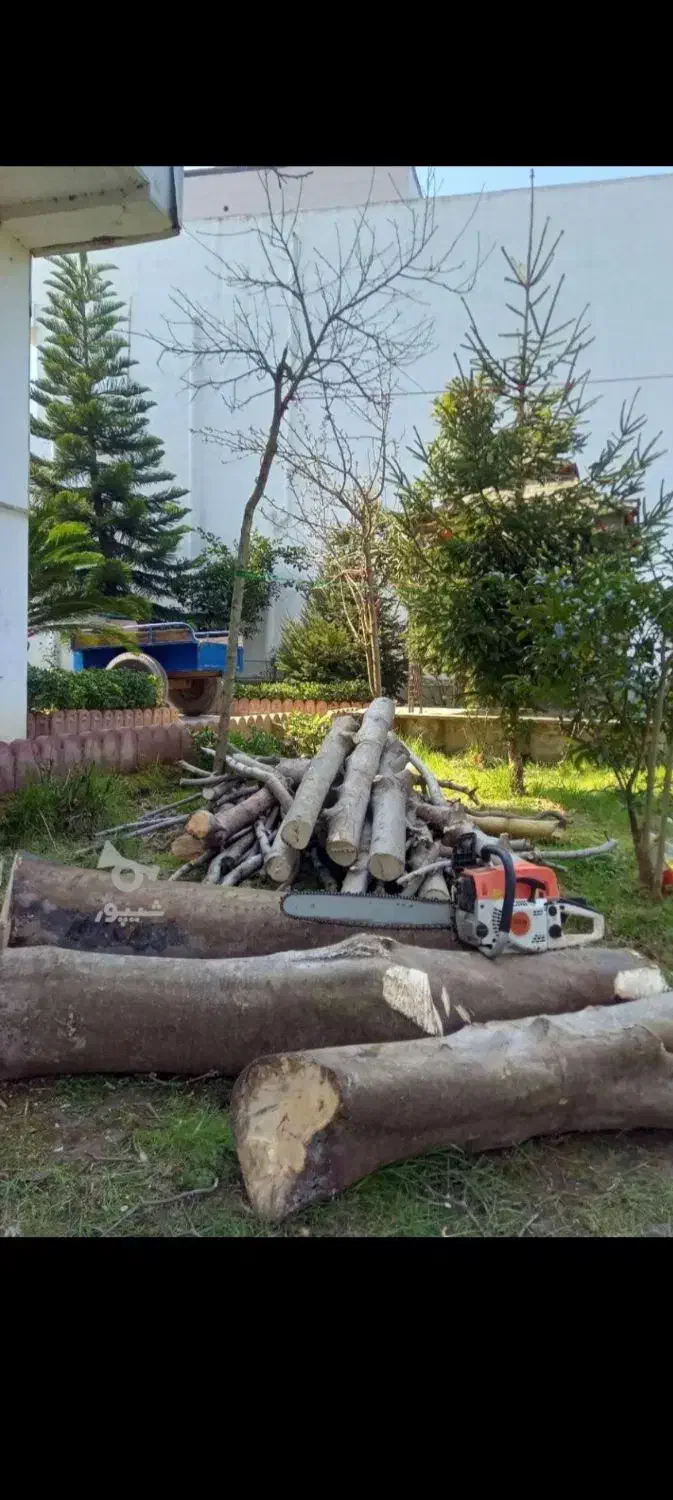 خریدو بریدن  همه نوع چوب باغات ویلا حیاط|خدمات باغبانی و درختکاری|مرند, |دیوار