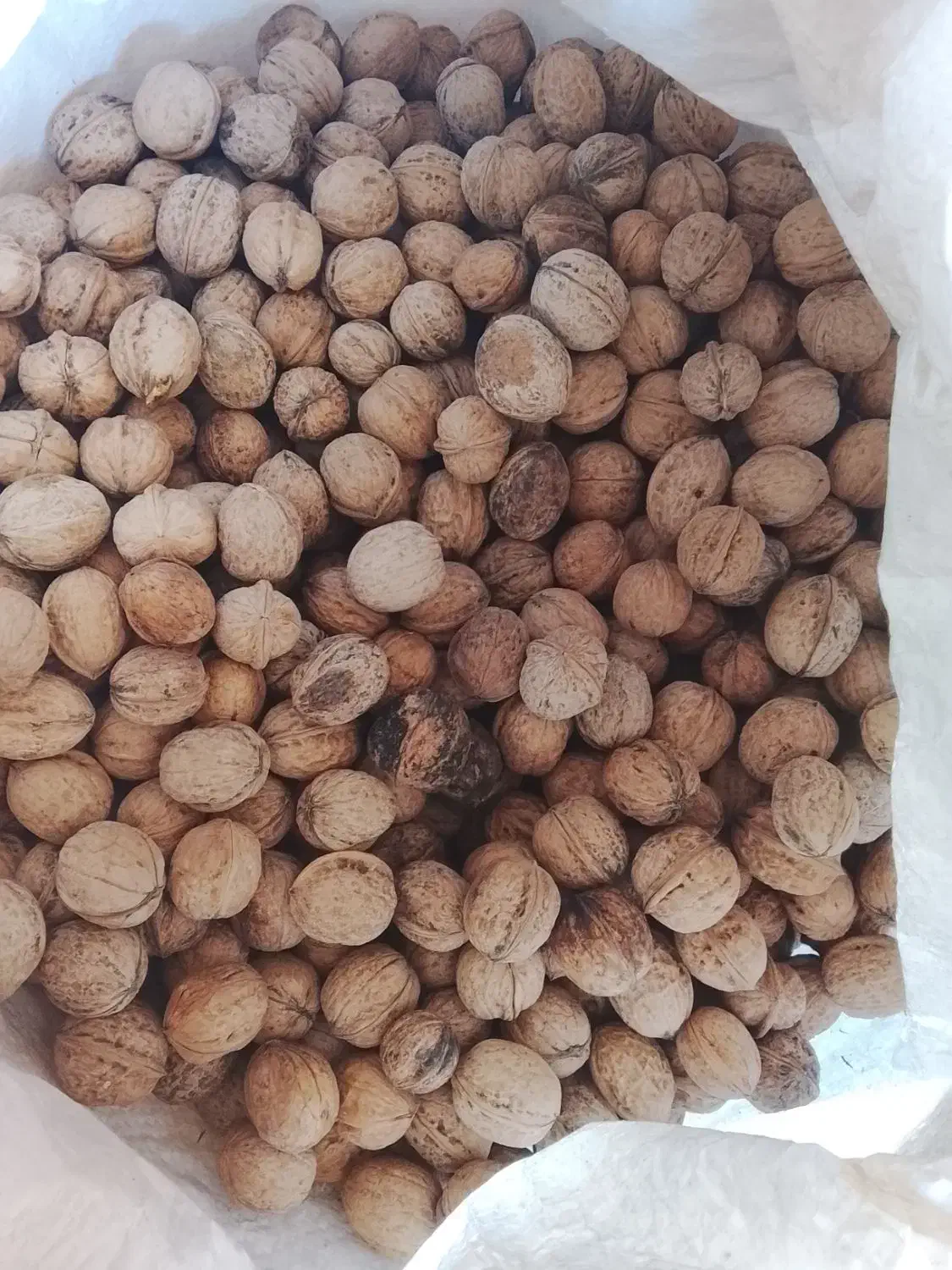 گردو بادام کشمش|عمدهفروشی|نیشابور, شهید بهشتی|دیوار