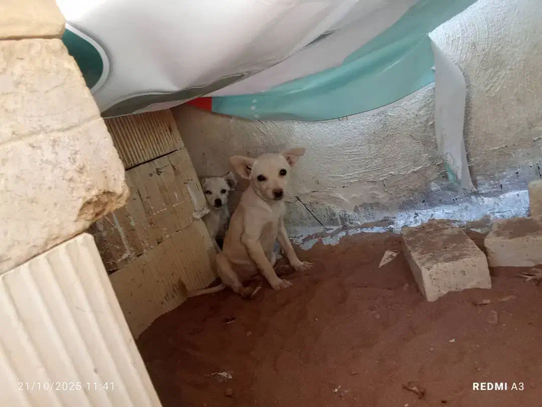 سگ پاکوتاه واگذاری و معاوضه|سگ|اشکذر, |دیوار